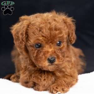 Amber, Toy Poodle Puppy